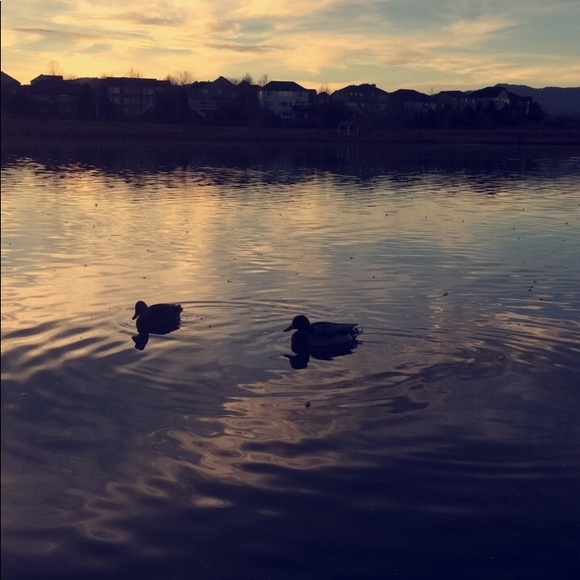 Meet your Posher, Aden - Picture 1 of 1